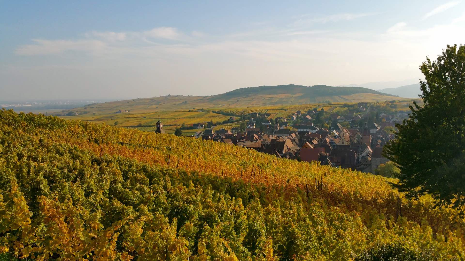 solutions digitales pour viticulteurs, caves, cavistes, distilleries & brasseries artisanales à Colmar, Strasbourg & Mulhouse en Alsace