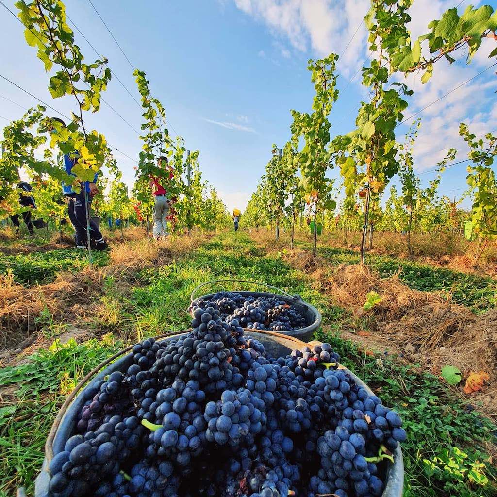 Studio Viticole / Vinicole / Vin / Vigneron / Viticulteur / Bouteille de Vin, reportage photo et vidéo viticoles et vinicoles à Colmar et environs en Alsace